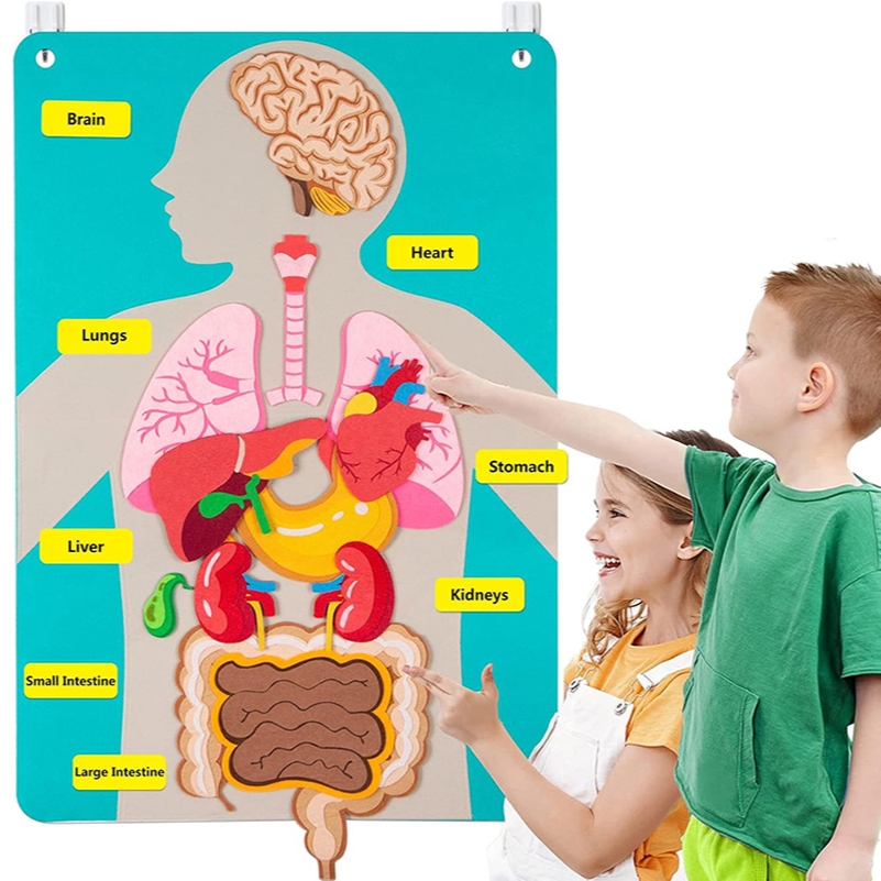 Montessori Body Parts ชุด Felt Board Stories หนังสือการสอนสําหรับเด็กวัยหัดเดิน Sensory ของเล่นก่อนวัยเรียนการสอน Story Travel Board