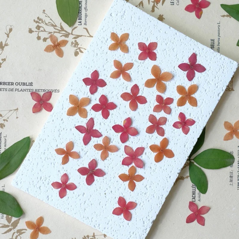กดดอกไม ้ แห ้ ง Ixora chinensis DIY แต ่ งหน ้ าหยดกาวจี ้ เครื ่ องประดับโทรศัพท ์ case,12pcs/1.5-2cm