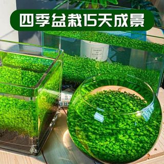 Aquarium Plants 水草种子  水族馆植物 鱼缸造景水培植物种子and Fish Tank Landscape Design of Aquarium Plants and Hydroponic Plants