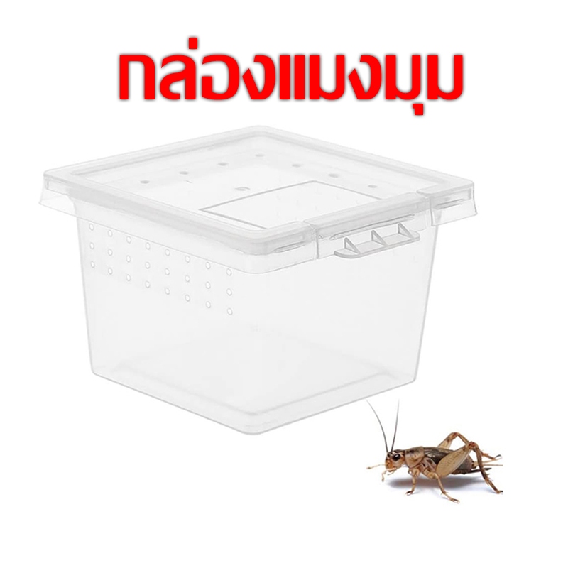 กล่องแมงมุม กล่องสัตว์เลื้อยคลาน กล่องสัตว์เลื้อยคลาน สําหรับสัตว์เล็ก 10 กล่อง