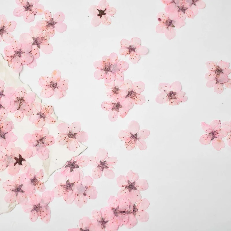 Pressed peach blossom ดอกไม้แห้ง DIY กาวหยดเคสโทรศัพท์ face กลีบแต่งหน้า Jewellery ตกแต่ง,2-2.5 ซม./12 ชิ้น
