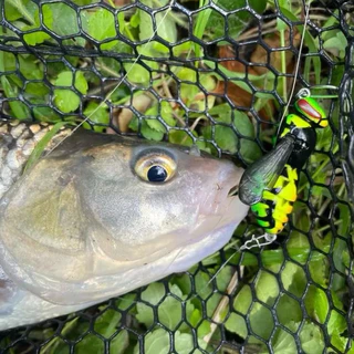 Kingdom Wasp Crawling เหยื่อ Bionic Fishing Lure 40 มม./4.2g 48 มม./6.6g ลอย Topwater ABS Lure Wobblers สําหรับ Bass Pike ปลาดุก Trolling