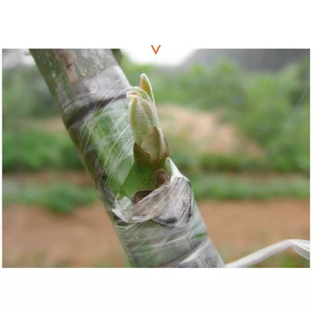 เทปพันกิ่งไม้ ขนาด 3cmx150m อุปกรณ์ทำสวน thumbnail 4