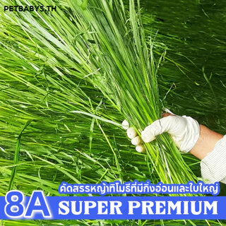 🌱หญ้ากระต่าย🌱หญ้าทิมโมธี เกรด พรีเมี่ยม 500 กรัม Premium Timothy เหมาะสำหรับสัตว์ฟันแทะ อาหารกระต่าย