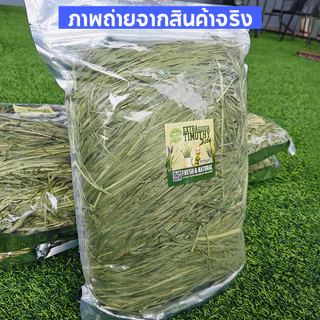 🌱หญ้ากระต่าย🌱หญ้าทิมโมธี เกรด พรีเมี่ยม 500 กรัม Premium Timothy เหมาะสำหรับสัตว์ฟันแทะ อาหารกระต่าย