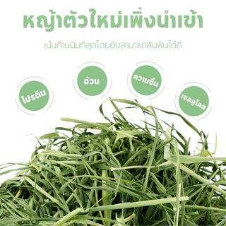 หญ้าทิมโมธี ออแกนิคอบลมร้อน 500g เกรดซุปเปอร์พรีเมียม สำหรับกระต่าย และสัตว์ฟันแทะ