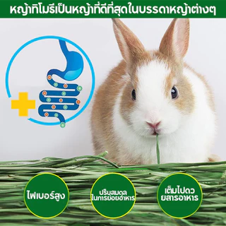 หญ้าทิมโมธี ออแกนิคอบลมร้อน 500g เกรดซุปเปอร์พรีเมียม สำหรับกระต่าย และสัตว์ฟันแทะ