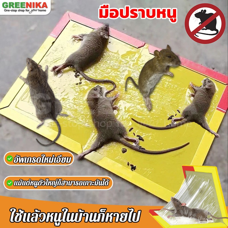 【GREENIKA】กาวดักหนูโดยเฉพาะ เหนียวหนึบพิเศษ ฆ่าหนู จัดส่งทันที 1 ชิ้นจับหนูได้ 5 ตัว มาพร้อมยาเหยื่อหนู กำจัดหนู