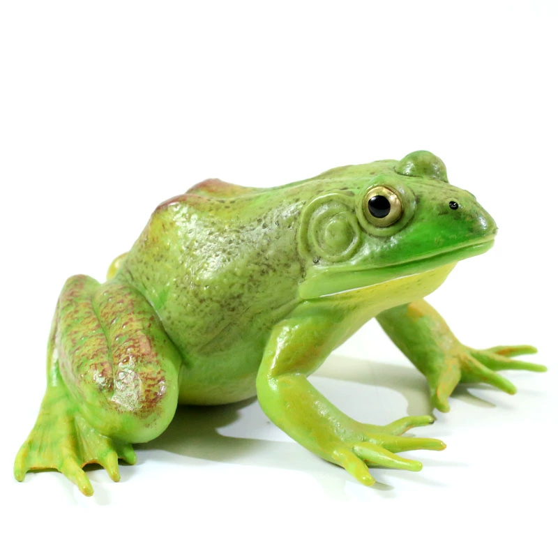 สัตว์ป่าจําลองขนาดใหญ่ Bullfrog กบแมลงสัตว์รุ่นตัวเลขการกระทํา PVC น่ารักการศึกษาของเล่นเด็กของขวัญ