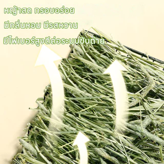 Timothy หญ้าทิโมธีอบหญ้าอบลมร้อน หญ้าอบแห้งกระต่าย ทิโมธ็ไฟเบอร์สูง500G ขนมกระต่ายเหมาะสำหรับสัตว์ฟันแทะ