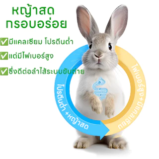 Timothy หญ้าทิโมธีอบหญ้าอบลมร้อน หญ้าอบแห้งกระต่าย ทิโมธ็ไฟเบอร์สูง500G ขนมกระต่ายเหมาะสำหรับสัตว์ฟันแทะ