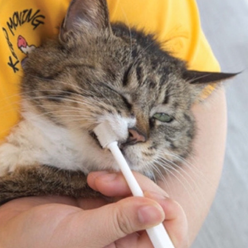 JAPAN KOJIMA ยาสีฟันและแปรงสีฟันสำหรับสัตว์เลี้ยง ที่ขูดหินปูน แปรงสีฟัน 360° ดูแลช่องปาก สำหรับแมวและสุนัข - รูปที่ 5