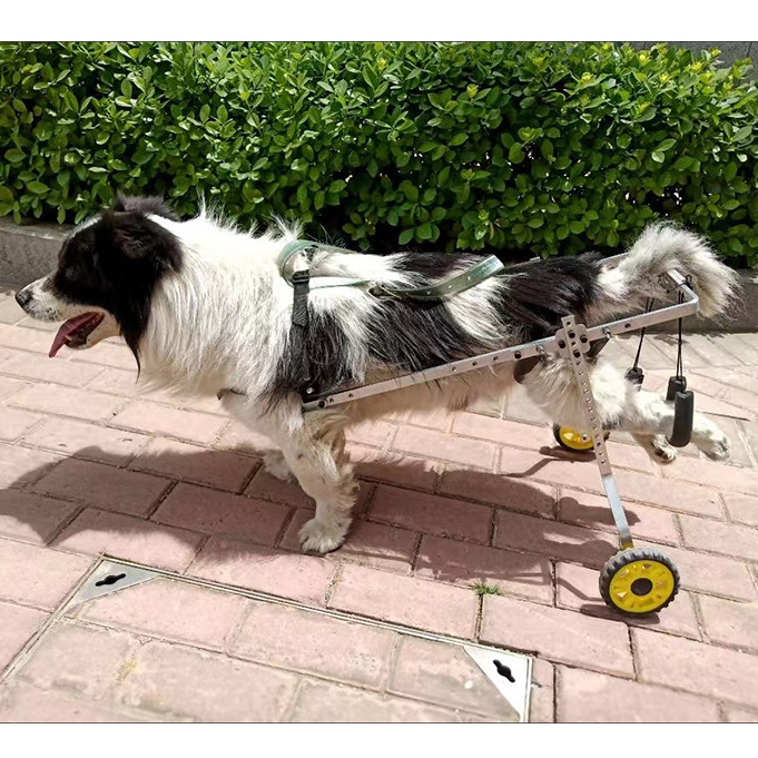 Dog wheelchair hind limb paralysis Aviation aluminum pet walking สุนัขพิการขาหลังช่วยรถเข็น