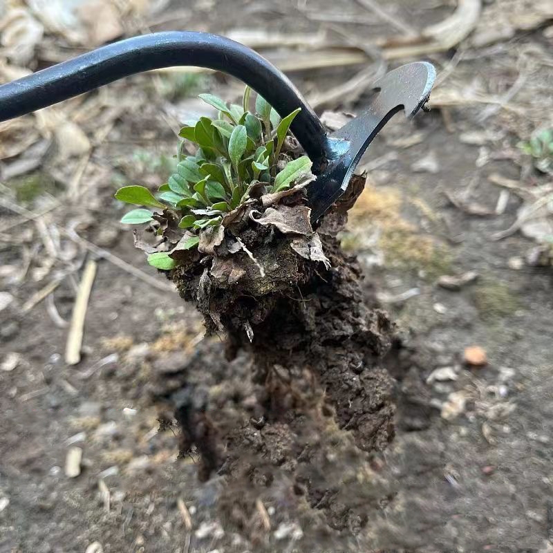 หญ้าขุดคราดเครื่องมือกําจัดวัชพืช4ฟันขยายหนาออกแบบออกแบบเฉพาะสวนพืชสวนหญ้าขุดผักขุดดินคลายพลั่วจอบขนาดเล็ก - รูปที่ 3