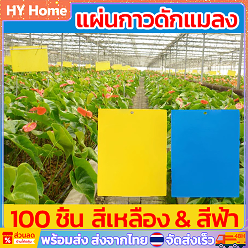 [พร้อมส่ง] แผ่นกาวดักแมลง กาวเหนียว 2 ด้าน กาวดักแมลงวันทอง สีเหลือง สีฟ้า ( แพค 30-100 แผ่น )