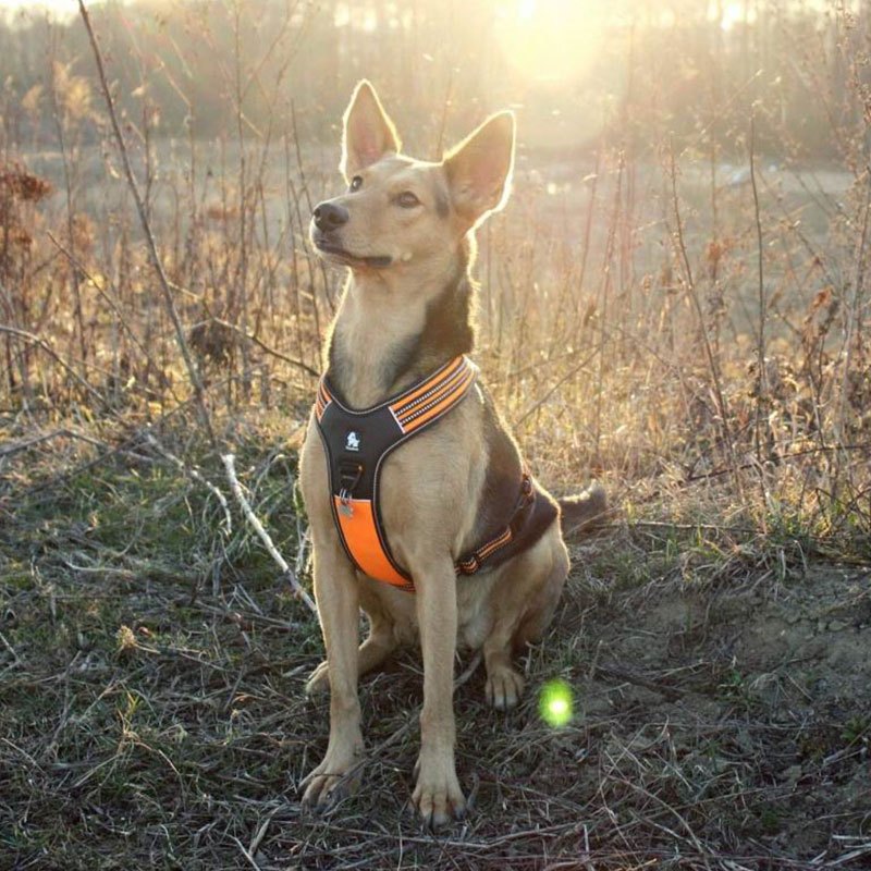 TRUELOVE กีฬาไนลอนสะท้อนแสงไม่มีดึงสายรัดสุนัขผจญภัยกลางแจ้งเสื้อกั๊กสัตว์เลี้ยง - รูปที่ 2