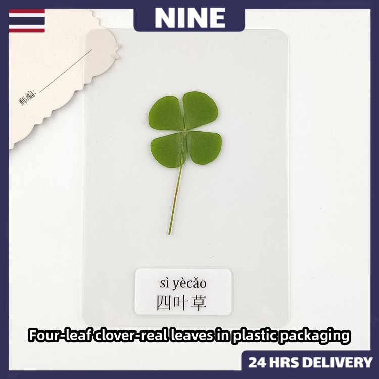 【จัดส่งวันถัดไป】ใบโคลเวอร์ 4 แฉก ใบจริง ของแท้จากเกาหลี (Leaf Clover) ใบไม้แห่งความโชคดี