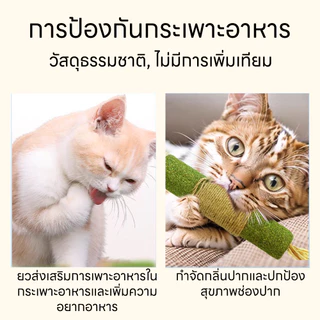 😻👍ไม้มาทาทาบิขัดฟันแมวไม้ฟันหญ้าแมวไม้แปรงฟันแมวขัดของเล่น ของเล่นทำความสะอาดแมว