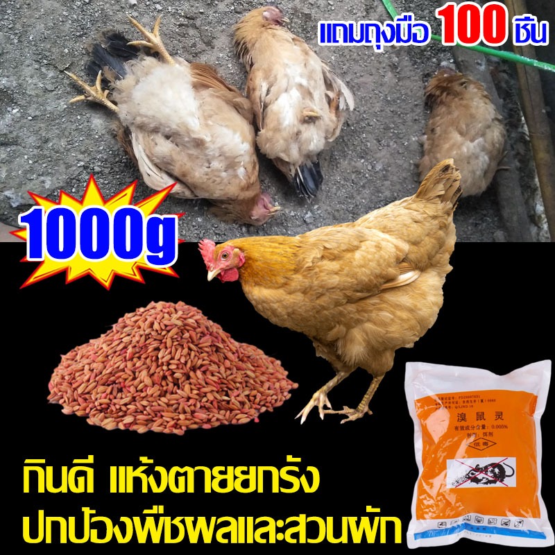ฆ่าไก่ที่น่ารำคาญ เหยื่อกำจัดนก1000g ยาเบื่อไก่ เหยื่อกำจัดนกพิราบ ยาเบื่อนก ยากำจัดนกพิราบ ยาฆ่านก ยาเบือหนู
