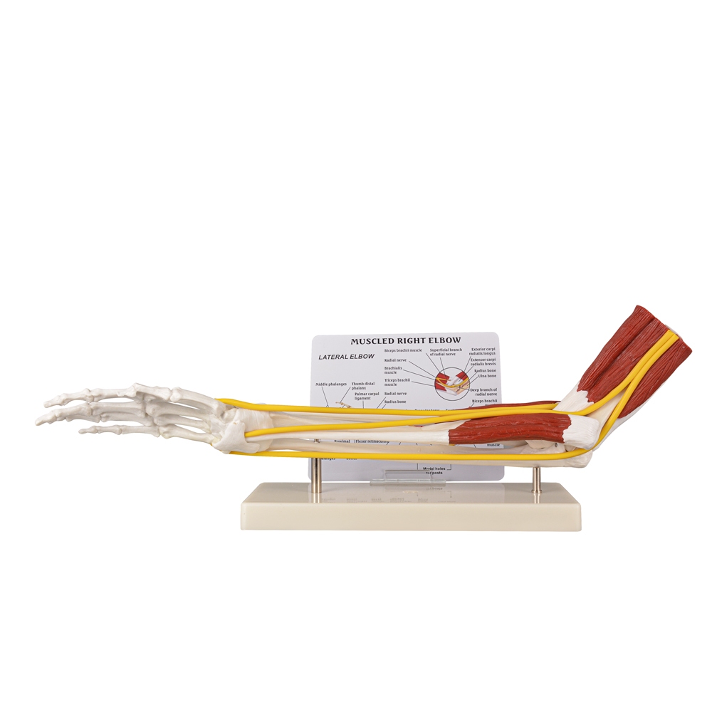เดสก์ท็อปโมเดลกระดูกมือและกล้ามเนื้อสไตล์ตะวันตกสําหรับการศึกษากายวิภาคศาสตร์