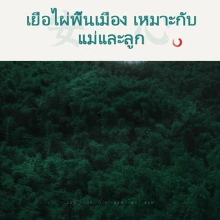 【10 ม้วน】Royo Panda ทิชชู่ ทิชชู่ม้วน นุ่มสบายต่อผิว และไม่อุดตันท่อระบายน้ำ 1500แผ่น ทิชชู่เช็ดหน้า