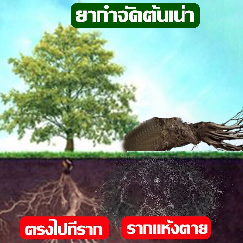 500g ยากำจัดต้นไม้ ยาฆ่าตอต้นไม้ สารกำจัดกอไผ่ ผงกำจัดต้นไผ่ ยาฆ่าตอไม้ สูตรเข้มข้น กำจัดวัชพืชรากเน่า ผลติดทนนาน ไม่ทำล - รูปที่ 2