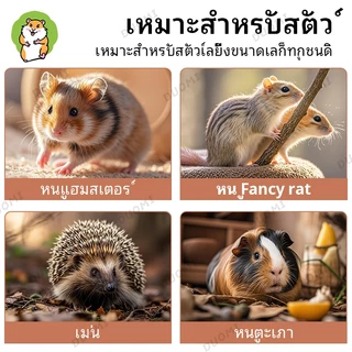 [พร้อมส่ง + จัดส่งจากประเทศไทย] บันไดปีนสำหรับแฮมสเตอร์ ของเล่นสำหรับรั้ว กรงโค้ง ชิงช้าปีนป่าย อุปกรณ์จัดสวน อุปกรณ์อเนกประสงค์