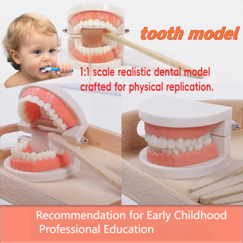 Montessori Early Childhood Brushing Teaching Early Educational Tooth Model หนึ่งต่อหนึ่งคืน