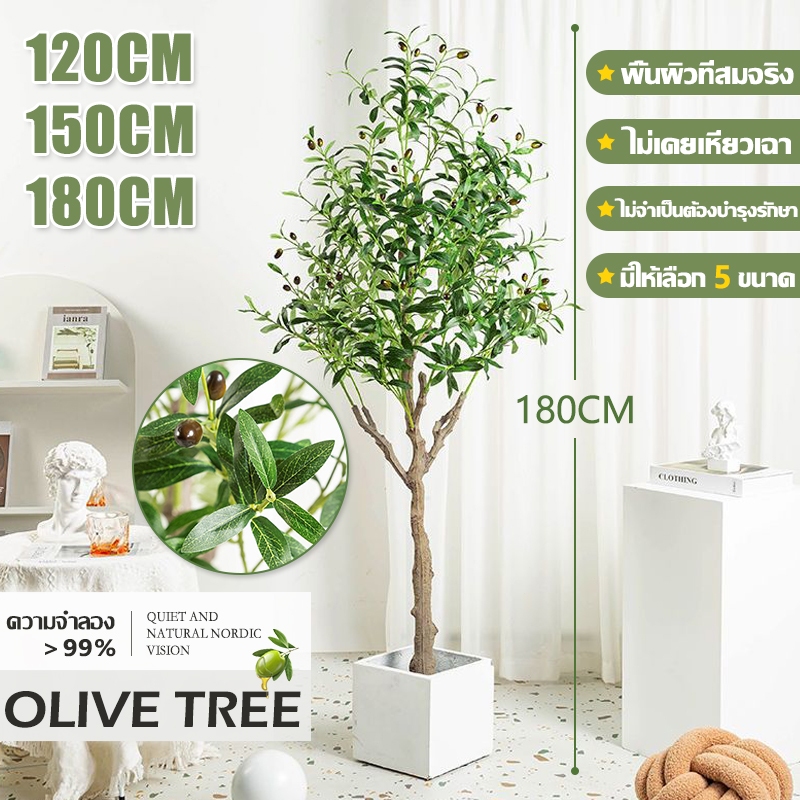 ต้นโอลีฟ🌳ไม่ต้องประกอบ🌳ต้นมะกอกปลอม พร้อมกระถางดำ 60-180ซม. ต้นไม้ปลอม องแต่งบ้าน แต่งห้อง ลำต้นสีน้ำตาล ใบแน่นฟู เหมือนต้นไม้จริง