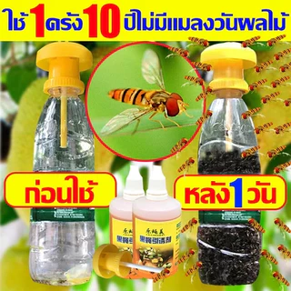 ชุดดักแมลงวันทอง พร้อมสารล่อเมทิลยูจินอล (แมลงวันทองผลไม้ หนอนเจาะผลไม้ พริก มะเขือ ) สำหรับ โรงเรือน แปลงเกษตร สวนผลไม้