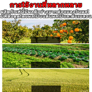 ชุดดักแมลงวันทอง พร้อมสารล่อเมทิลยูจินอล (แมลงวันทองผลไม้ หนอนเจาะผลไม้ พริก มะเขือ ) สำหรับ โรงเรือน แปลงเกษตร สวนผลไม้