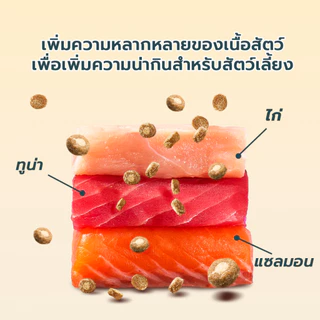 Live Bite Of Wild อาหารแมวอบช้า 100g B45 ทูน่าแมว Kibbles 45% เนื้อสูง Grain-ฟรี, ลูกแมวที่เหมาะสมและแมวโต
