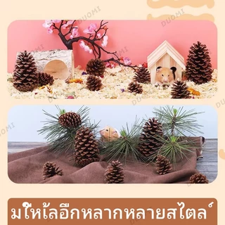 [ในสต็อก + จัดส่งจากประเทศไทย]ลูกสนสำหรับแฮมสเตอร์ ของเล่นเคี้ยว อุปกรณ์จัดสวน เหมาะสำหรับสัตว์เลี้ยงขนาดเล็ก เช่น แฮมสเตอร์และกระรอก