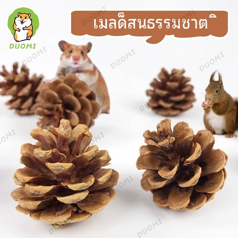 [ในสต็อก + จัดส่งจากประเทศไทย]ลูกสนสำหรับแฮมสเตอร์ ของเล่นเคี้ยว อุปกรณ์จัดสวน เหมาะสำหรับสัตว์เลี้ยงขนาดเล็ก เช่น แฮมสเตอร์และกระรอก