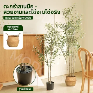 MODOFO ต้นไม้ปลอม (ด้วยตะกร้า) ต้นโอลีฟ 120/150/180 ซม. การตกแต่งพืช ต้นมะกอกปลอม เหมือนต้นไม้จริง