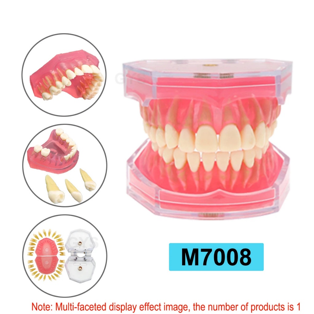 ทันตกรรมมาตรฐาน Typodont รุ่น Soft Gum 28 ฟันที่ถอดออกได้ผู้ใหญ่ฝึกสําหรับทันตแพทย์การสอน Study