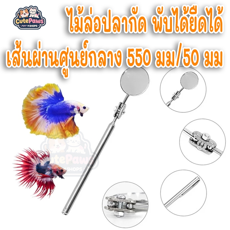 ไม้ล่อปลากัด กระจกล่อปลา ปลากัด กระจก กระจกล่อปลา พร้อมส่งจากไทย สำหรับกัด ให้ปลากัดพองสู้