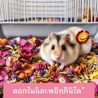 [ในสต็อก + จัดส่งจากประเทศไทย]เบดดิ้งดอกไม้สำหรับหนูแฮมสเตอร์ ธรรมชาติ ปลอดสารพิษ กลิ่นหอมอ่อนๆ ช่วยดูดซับความชื้น สร้างบรรยากาศสดชื่นในกรง