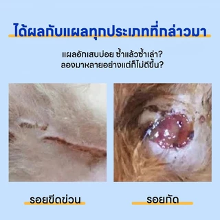 💊สเปรย์เดียวเห็นผล💊 AL สเปรย์สมานแผลสำหรับสัตว์เลี้ยง สเปรย์พ่นแผล สัตว์เลี้ยง / สุนัข / แมว แผลแห้งเร็วมาก ยับยั้งแบคทีเรีย