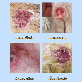 💊สเปรย์เดียวเห็นผล💊 AL สเปรย์สมานแผลสำหรับสัตว์เลี้ยง สเปรย์พ่นแผล สัตว์เลี้ยง / สุนัข / แมว แผลแห้งเร็วมาก ยับยั้งแบคทีเรีย