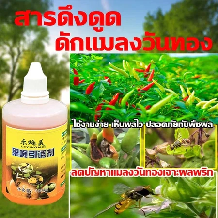 LEYINGMEI สารล่อแมลงวันทอง เมทิลยูจินอล 100% ชุดดักแมลงวันทอง ใช้กับขวดหลายประเภท ยาล่อแมลงวันทอง กําจัดทอง ผลไม้