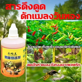 LEYINGMEI สารล่อแมลงวันทอง เมทิลยูจินอล 100% ชุดดักแมลงวันทอง ใช้กับขวดหลายประเภท ยาล่อแมลงวันทอง กําจัดทอง ผลไม้