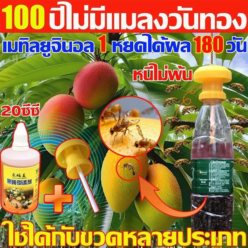 LEYINGMEI🐝สารล่อทอง เมทิลยูจินอล 100%ยั่ว ยาล่อทอง กับดักทอง ใช้ได้กับขวดหลายประเภท ชุดดักแมลงวันทอง พร้อมสารล่อเมทิลยูจินอล กำจัดแมลงวันทอง แมลงวันผลไม้