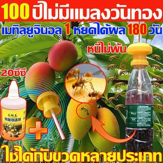 LEYINGMEI🐝สารล่อทอง เมทิลยูจินอล 100%ยั่ว ยาล่อทอง กับดักทอง ใช้ได้กับขวดหลายประเภท ชุดดักแมลงวันทอง พร้อมสารล่อเมทิลยูจินอล กำจัดแมลงวันทอง แมลงวันผลไม้