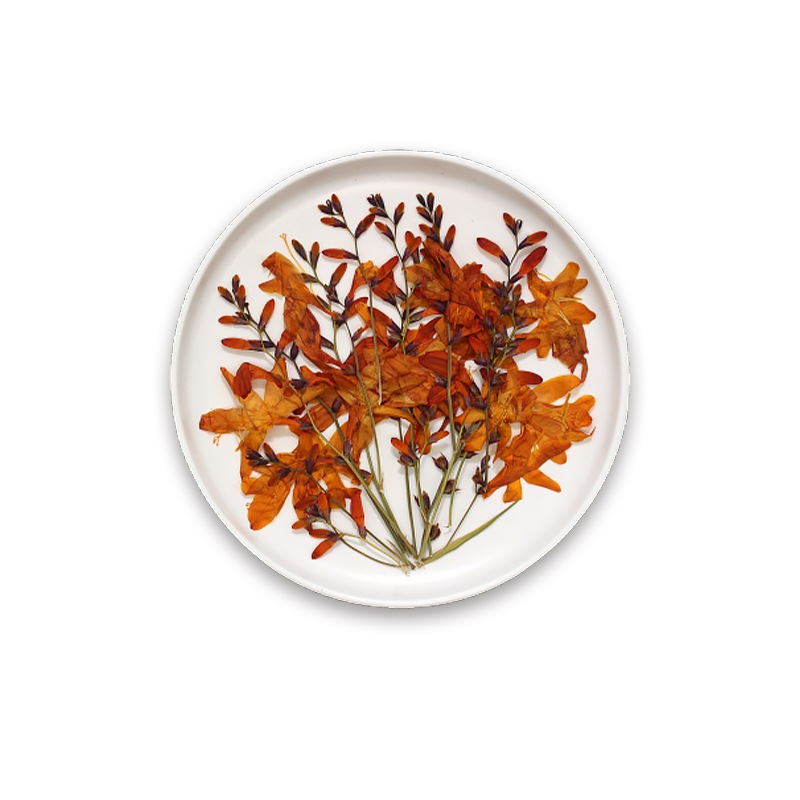 6 ชิ้น/เซ็ต Pressed Flame Orchid ชุดดอกไม้แห้ง | วัสดุตกแต่งแกะสลัก ทําเอง สําหรับเด็กงานฝีมือพ่อแม่และลูก | กิจกรรมศิลปะตัวอย่างพฤกษศาสตร์