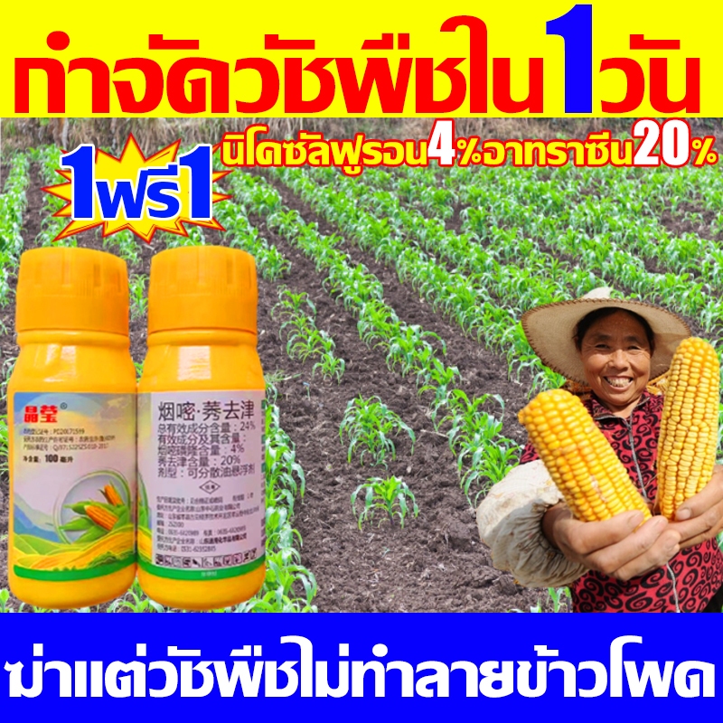 ยาฆ่าหญ้าข้าวโพด สูตรทนฝน เข้มข้น 100 มล. 1 แถม 1 เห็นผลไว ไม่ทําลายข้าวโพดและอ้อย