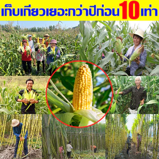 ใช้1ครั้ง นาข้าวโพด50ปีไม่มีวัชพืช ยาฆ่าหญ้าข้าวโพด100ML 1แถม1 สูตรทนฝน เข้มข้นสุดๆ เห็นผลทันที ยาชุด ฆ่าหญ้าฆ่าแค่วัชพืช ไม่ทำลายและอ้อย ยาหญ้าใน ฉีด ไร่ ในไร่ คุมในข้าวโพด