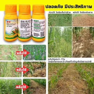 ใช้1ครั้ง นาข้าวโพด50ปีไม่มีวัชพืช ยาฆ่าหญ้าข้าวโพด100ML 1แถม1 สูตรทนฝน เข้มข้นสุดๆ เห็นผลทันที ยาชุด ฆ่าหญ้าฆ่าแค่วัชพืช ไม่ทำลายและอ้อย ยาหญ้าใน ฉีด ไร่ ในไร่ คุมในข้าวโพด