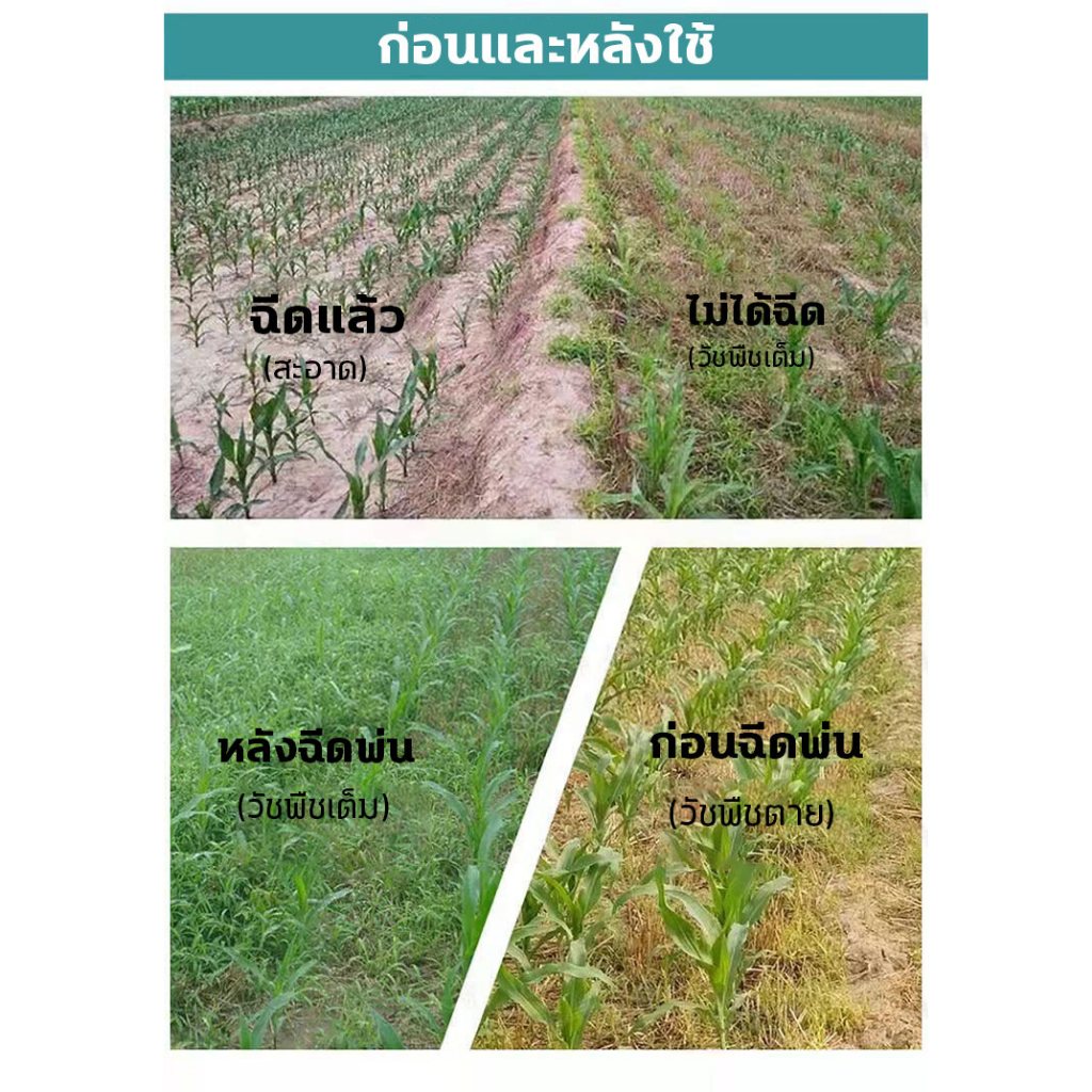 วัชพืชยาชุดข้าวโพด ยาฉีดทับข้าวโพด สารกำจัดวัชพืช 100g เข้มข้นสุดๆ ฆ่าหญ้ารอบข้าวโพด กำจัดหญ้าในไร่ข้าวโพด​​ กำจัดวัชพืชเท่านั้น ไม่ทำลายข้าวโพด ยารัวข้าวโพด อาทราซีน90 อะทราซีน อาทาซีน90 - รูปที่ 2