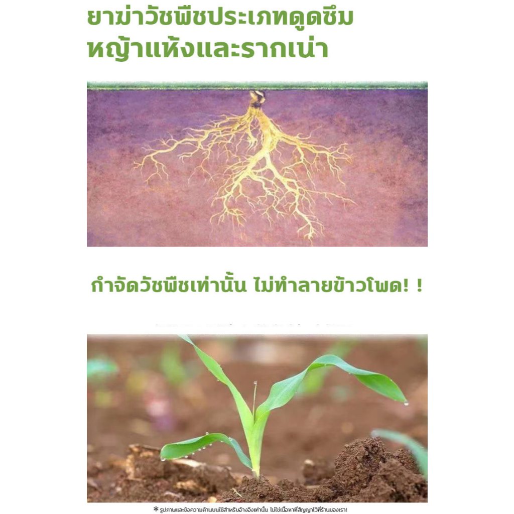 วัชพืชยาชุดข้าวโพด ยาฉีดทับข้าวโพด สารกำจัดวัชพืช 100g เข้มข้นสุดๆ ฆ่าหญ้ารอบข้าวโพด กำจัดหญ้าในไร่ข้าวโพด​​ กำจัดวัชพืชเท่านั้น ไม่ทำลายข้าวโพด ยารัวข้าวโพด อาทราซีน90 อะทราซีน อาทาซีน90 - รูปที่ 4